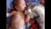 Юмор коты дети собаки