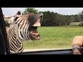 САМЫЕ НЕОБЫЧНЫЕ МИЛЫЕ И СМЕШНЫЕ ЖИВОТНЫЕ