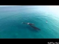 Заплыв с китами - это жесть!