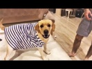 Приколы с Животными подборка ГОВОРЯЩИЙ Щенок