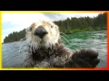 Забавные животные приколы.Для детей и не только Создай себе хорошее настроение