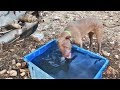 Приколы про собак в год собаки 2018