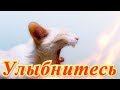 Смешные животные. Позитив.Создай себе хорошее настроение