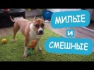 Самые смешные приколы про животных за неделю