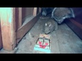 Лучшее с инета за неделю. ChooDuck #24 Zap Web (Funny compilation) 29/01/13
