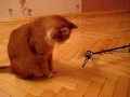 Кот и вертолет avi