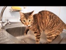 ПРИКОЛЫ С КОТАМИ И КОШКАМИ 2018 СМЕШНЫЕ КОТЫ