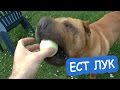 ПРИКОЛЫ С ЖИВОТНЫМИ ШОК ОНА ЕСТ ЛУК