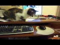 Очень смешные и веселые приколы животные Ноябрь 2013