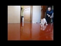 Играем в керлинг домашним котом