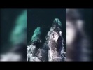 Киты плывут и обнимаются