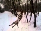 Пес висит на в воздухе, держась только зубами
