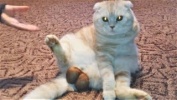 Лучшие приколы с Животными за неделю.