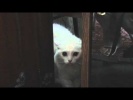 Кошка говорит УХОДИ УХОДИ УХОДИ
