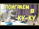 Приколы про школьников и котов 2017