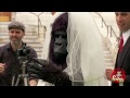 Bridezilla? No, just Gorilla Bride