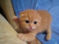 Самый страшный в мире тигр