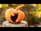 Котики