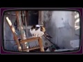 Угарные Кошки, Приколы с котами, Ржач