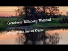 Corroboree Billabong