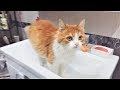 ЛУЧШИЕ ПРИКОЛЫ ПРО ЖИВОТНЫХ ЗА НЕДЕЛЮ