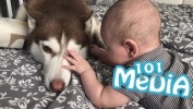 ПРИКОЛЫ С КОТАМИ 2017 СМЕШНЫЕ КОТЫ С КОШКАМИ