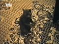 Самые прикольные животные планеты! ЧАСТЬ 9!