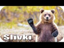 ЛУЧШИЕ ПРИКОЛЫ #277