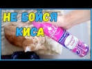 Приколы про котов и собак - ТОПовая подборка Кошки