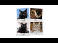 The Simon's Cat Story (A Draw my Life)