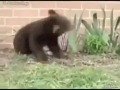 Приколы с животными  Бесконечно чихающий медвежонок Юмор! Прикол! Смех