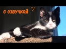 СМЕШНЫЕ КОТЫ С ОЗВУЧКОЙ – Лютые приколы с котами и