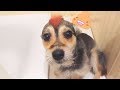 Топ 10 Провинившихся собак Июнь 2018 / Guilty Dogs