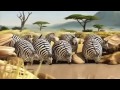 Прикольный мульт про толстых животных
