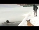 Спас собаку