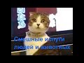 Смешные испуги людей и животных 2019 / Подборка пр
