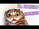 Моя кошка не любит конфеты