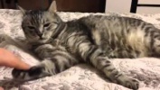 Как усыпить своего кота)))