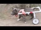 Смешные собаки Приколы с собаками Funny Dogs 2017