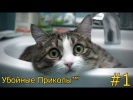 ЛУЧШИЕ ПРИКОЛЫ #1