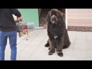 САМЫЕ МИЛЫЕ ПРИКОЛЫ С ЖИВОТНЫМИ ЗА НЕДЕЛЮ ДЕКАБРЬ