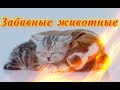 Приколы с животными Видео Позитив Для детей