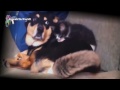 The best selection of jokes animals. Funny Animals 2014 / Смешные животные 2014. Лучшая подборка