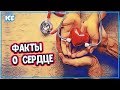ИНТЕРЕСНЫЕ ФАКТЫ О СЕРДЦЕ ЧЕЛОВЕКА