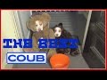 The Best Coub |Лучшие coub приколы| #12.