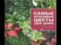 Самые красивые цветы для дома скачать