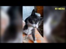 ЧЕЛЛЕНДЖ в доме из картона МИЛЫЕ ЗАБАВНЫЕ и ОЧЕНЬ