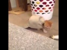 Коточерепаха
