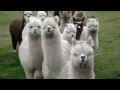 Смешные атаки животных. Интересное видео с животными 2013