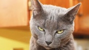 ПРИКОЛЫ С КОТАМИ И КОШКАМИ 2017 СМЕШНЫЕ КОТЫ